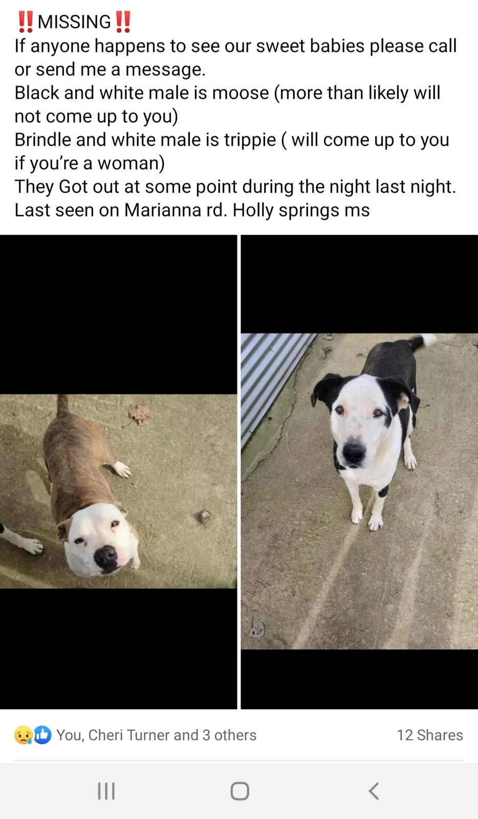 Lost dog in Holly Springs, MS, 38635