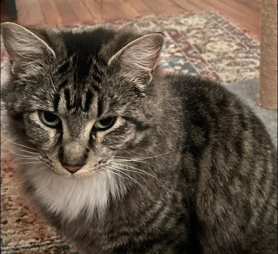 Found cat in Greenville, SC, 29607