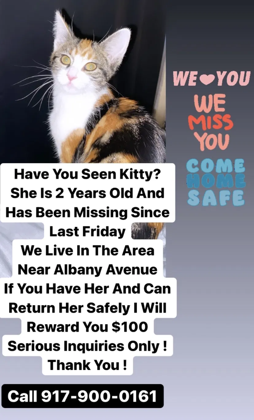 Lost cat in Brooklyn, NY, 11210