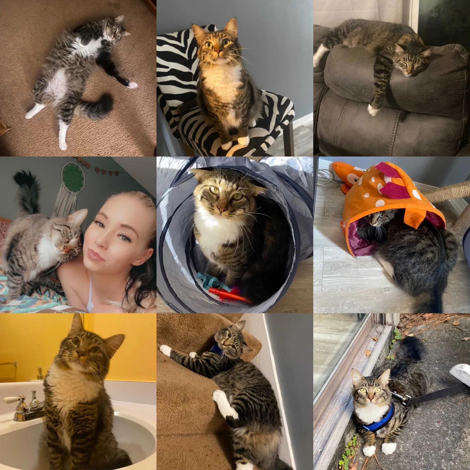 Lost cat in Hinesville, GA, 31313