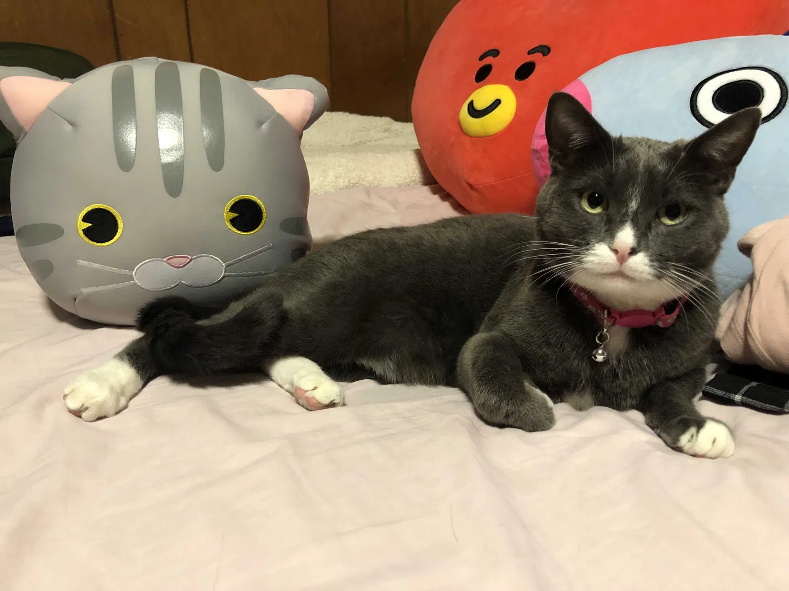 Lost cat in Los Angeles, CA, 90041