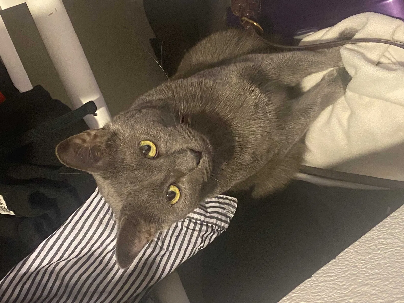 Lost cat in Los Angeles, CA, 90042