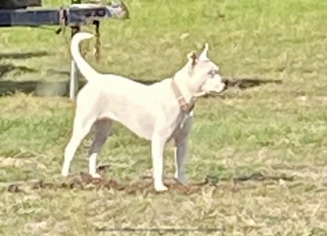 Lost dog in Weatherford, TX, 76087