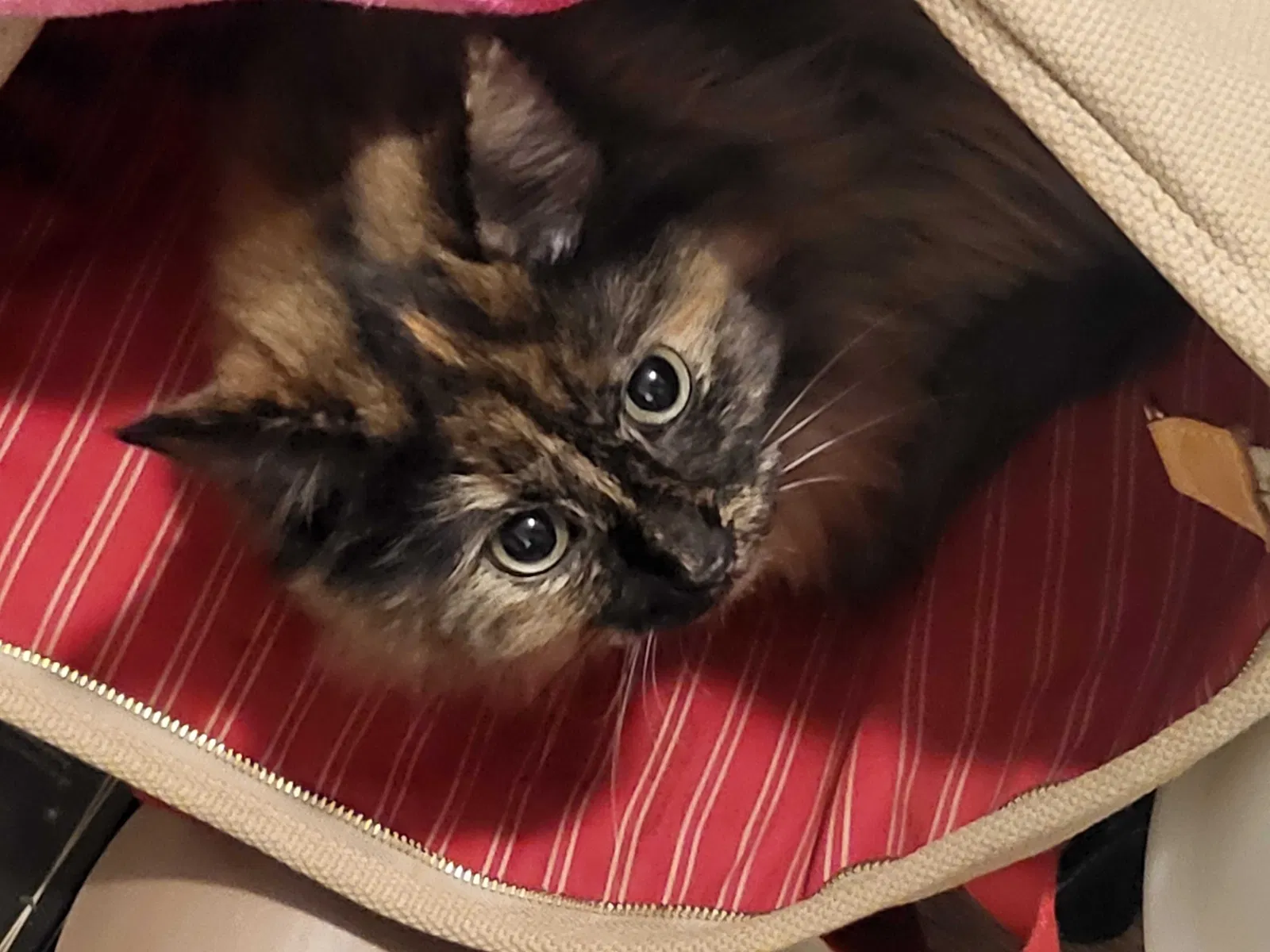 Lost cat in Moncks Corner, SC, 29461