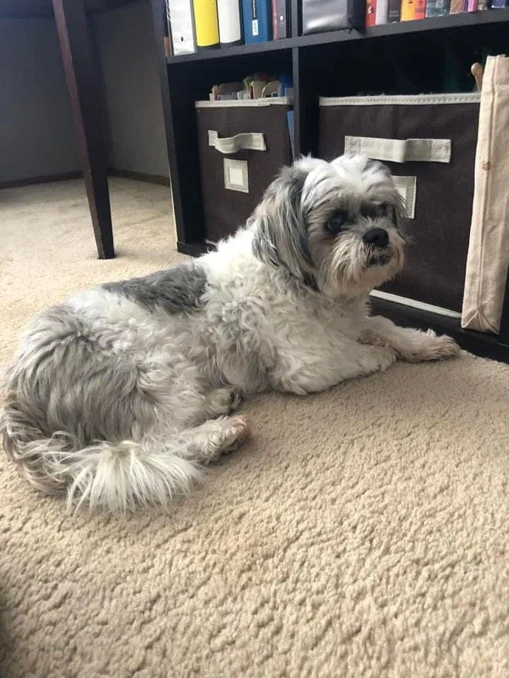Lost dog in Patterson, CA, 95363