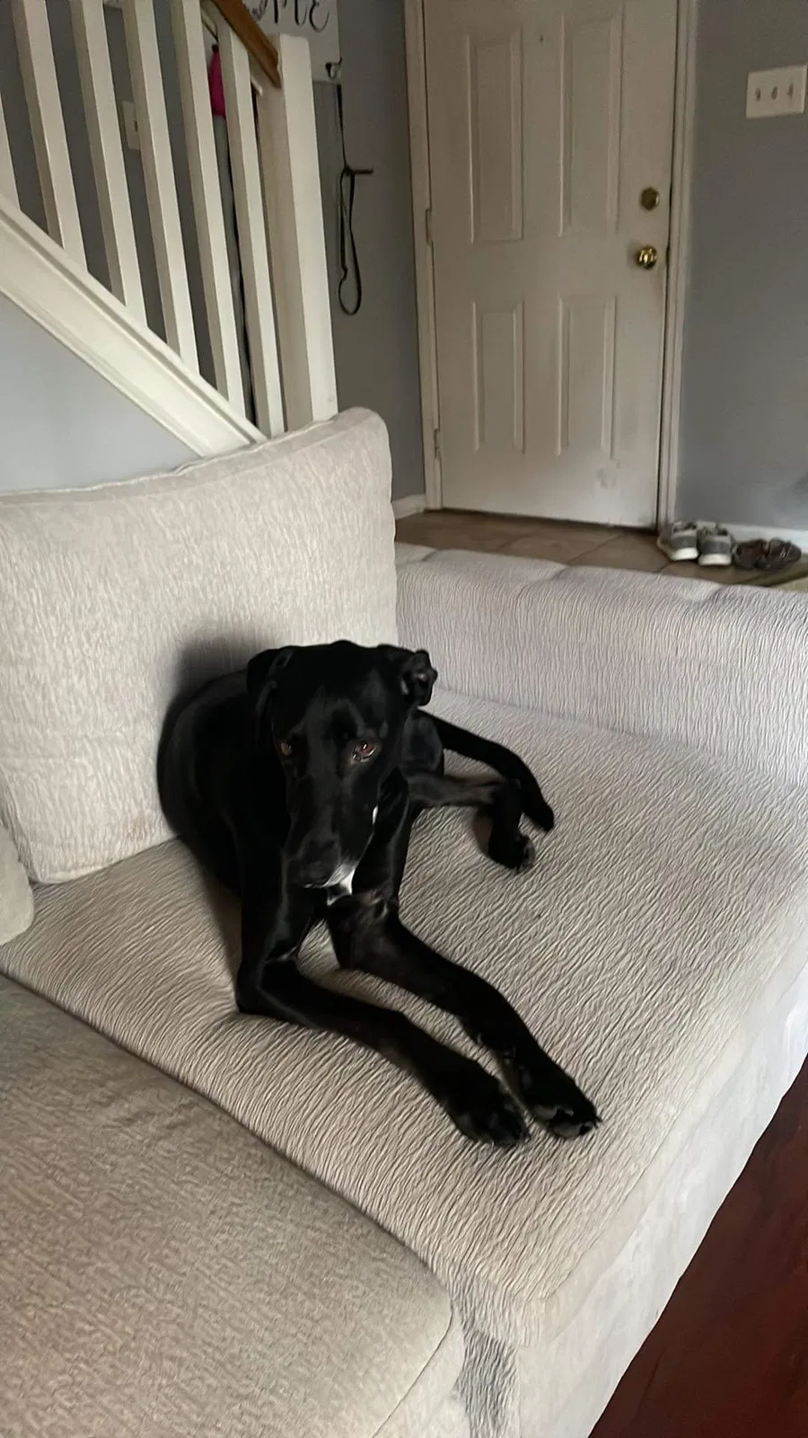 Lost dog in Hinesville, GA, 31313