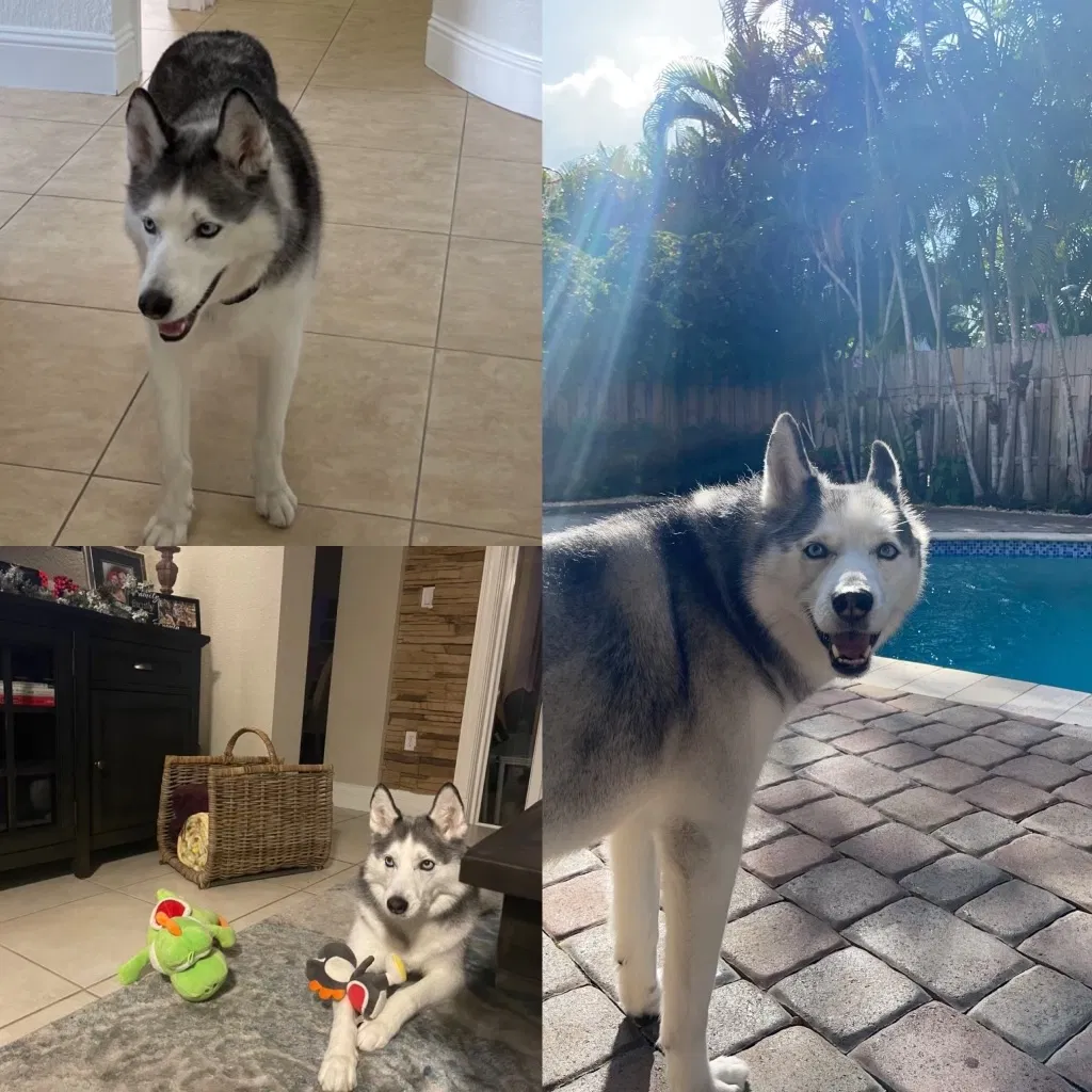 Lost dog in Miami, FL, 33175