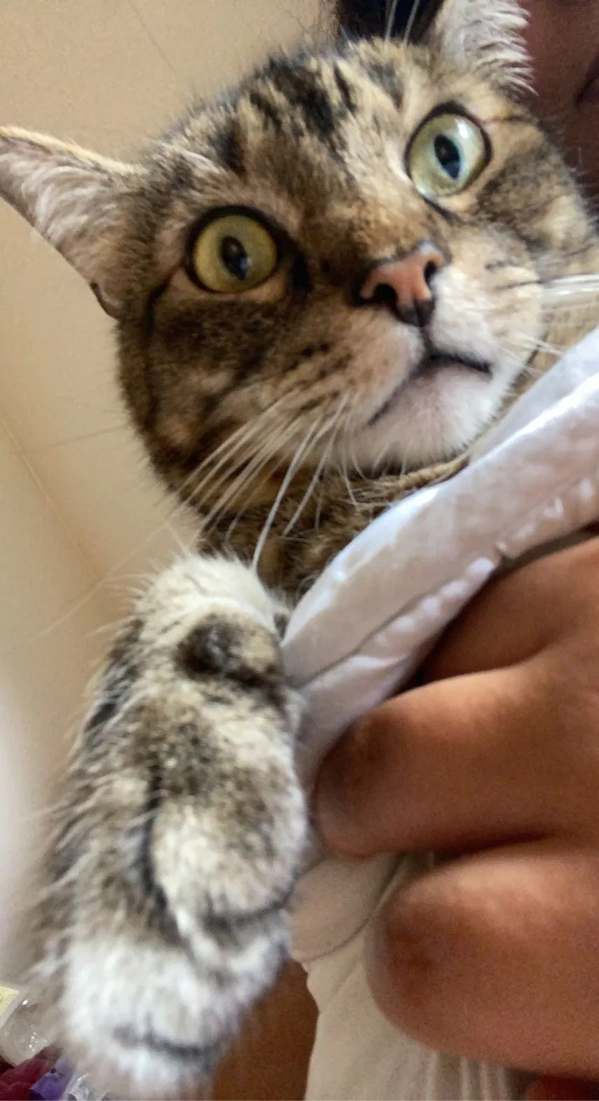Lost cat in Hayward, CA, 94542