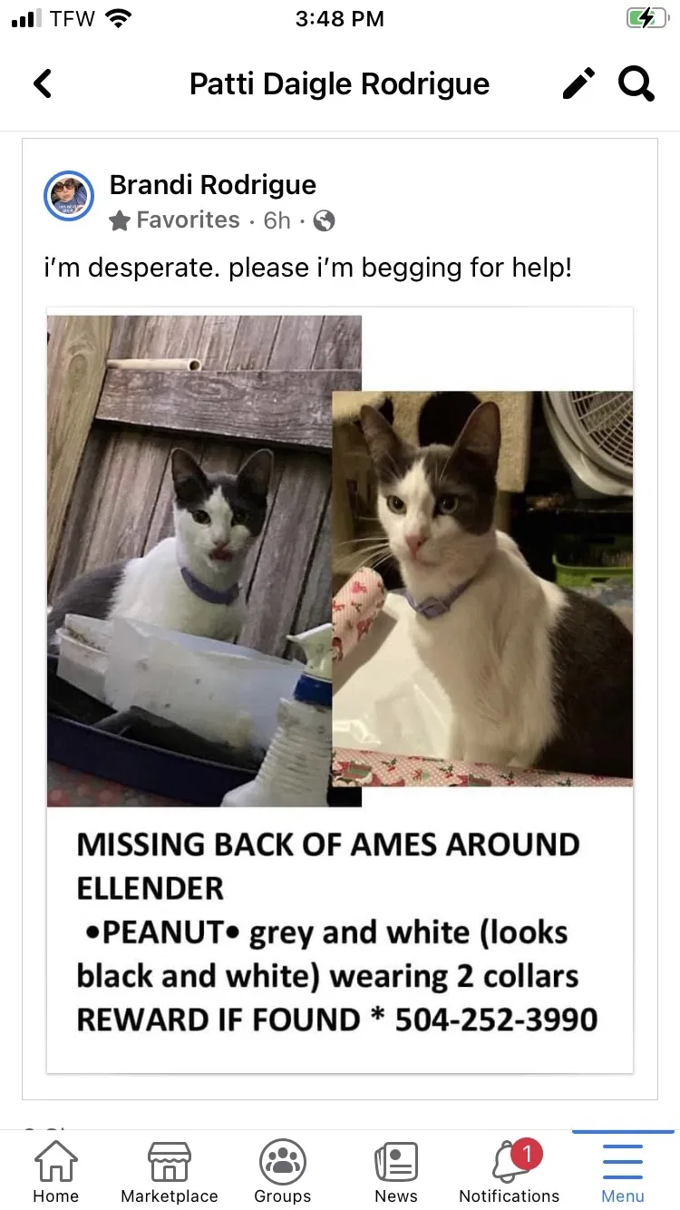 Lost cat in Marrero, LA, 70072