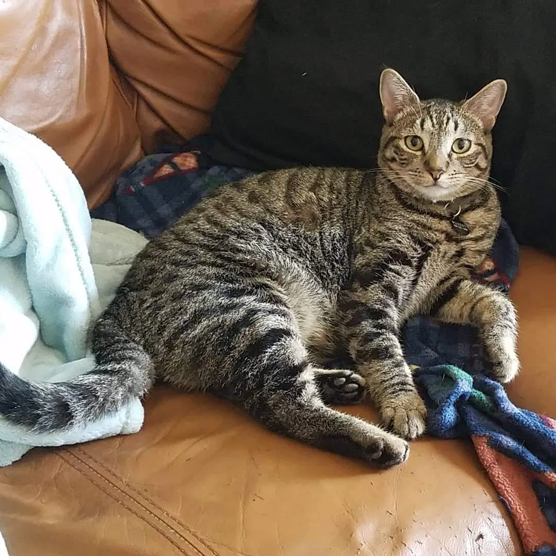 Lost cat in Marysville, CA, 95901