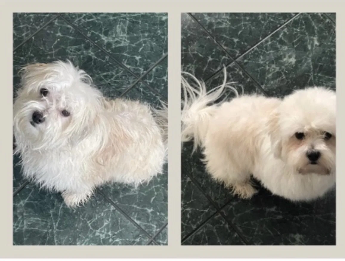 Lost dog in Marrero, LA, 70072