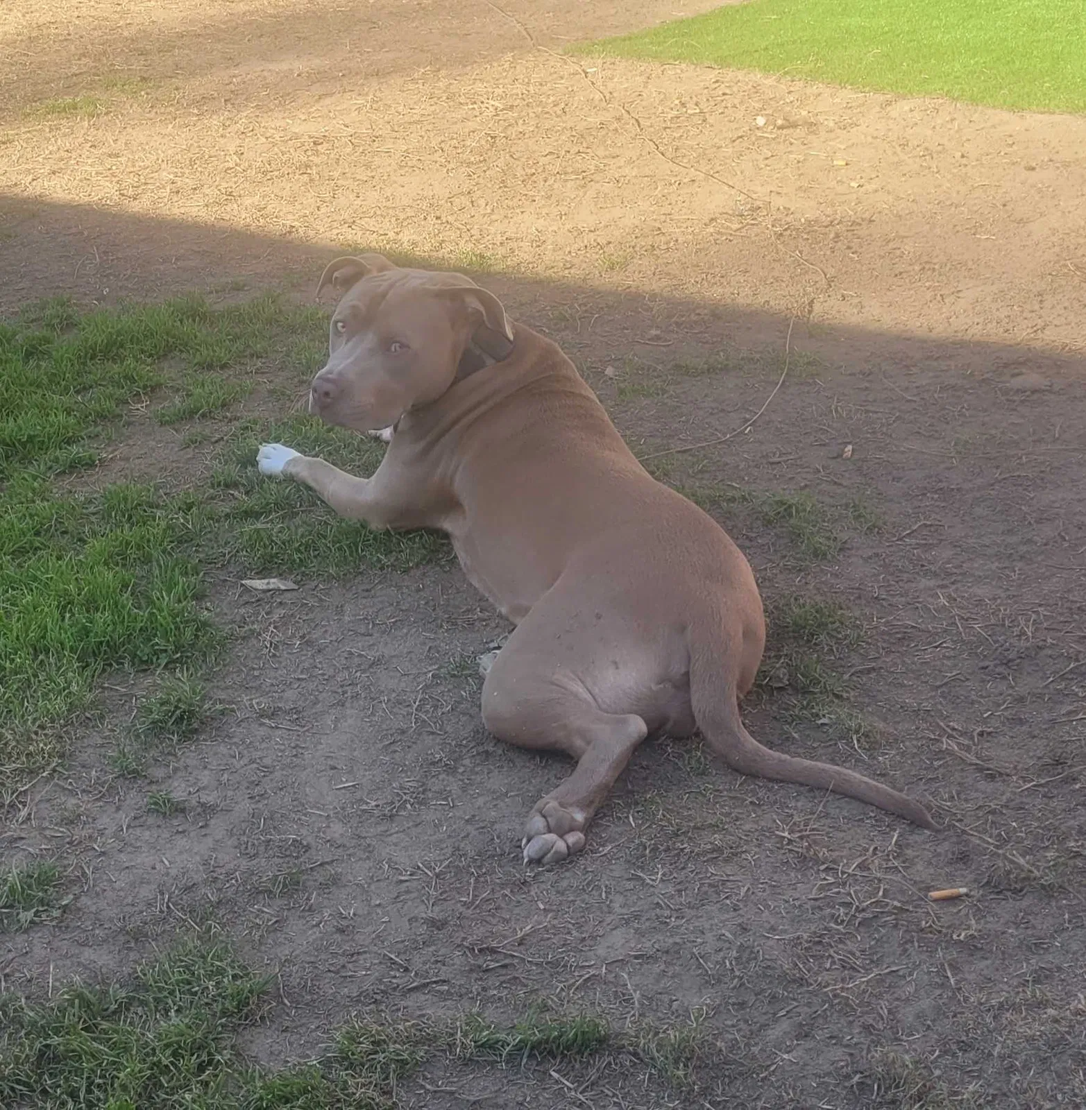 Lost dog in Fresno, CA, 93726