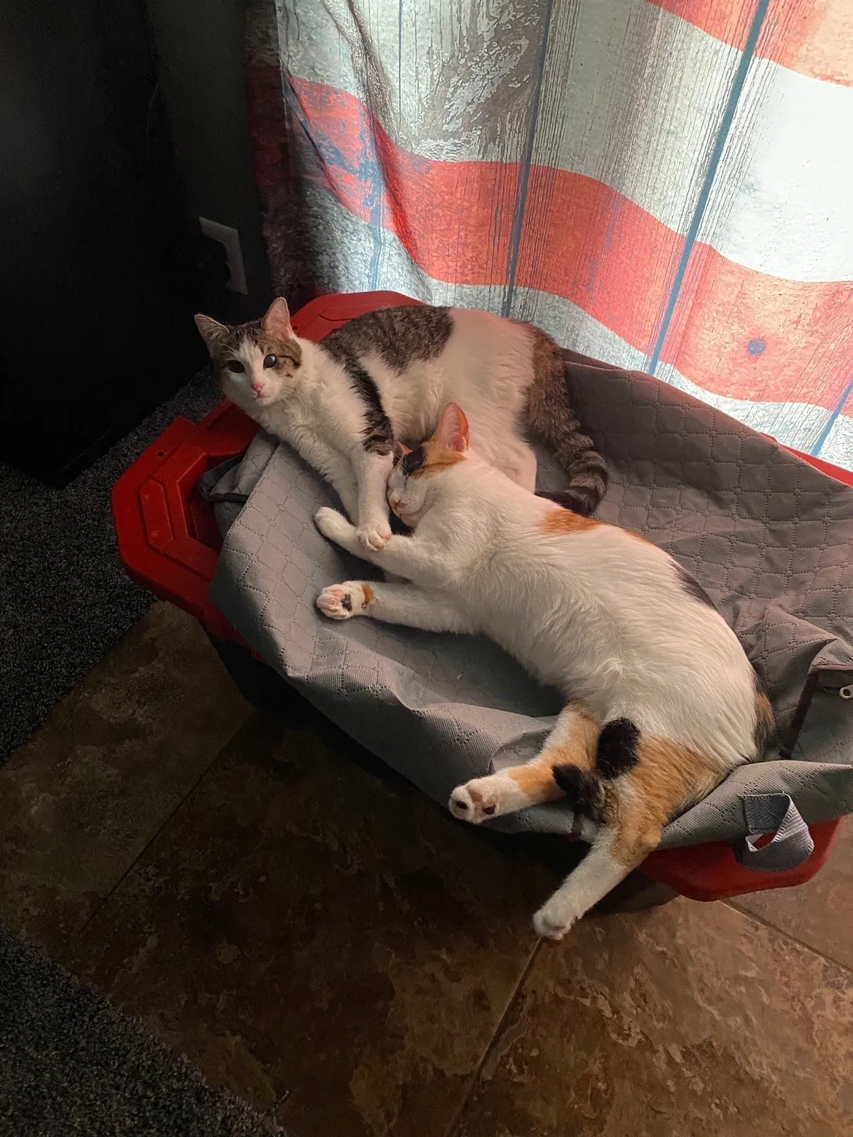 Lost cat in Phoenix, AZ, 85028