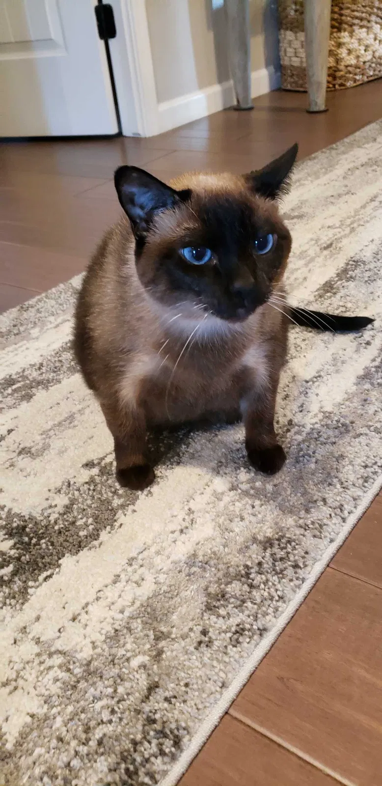 Lost cat in Phoenix, AZ, 85032