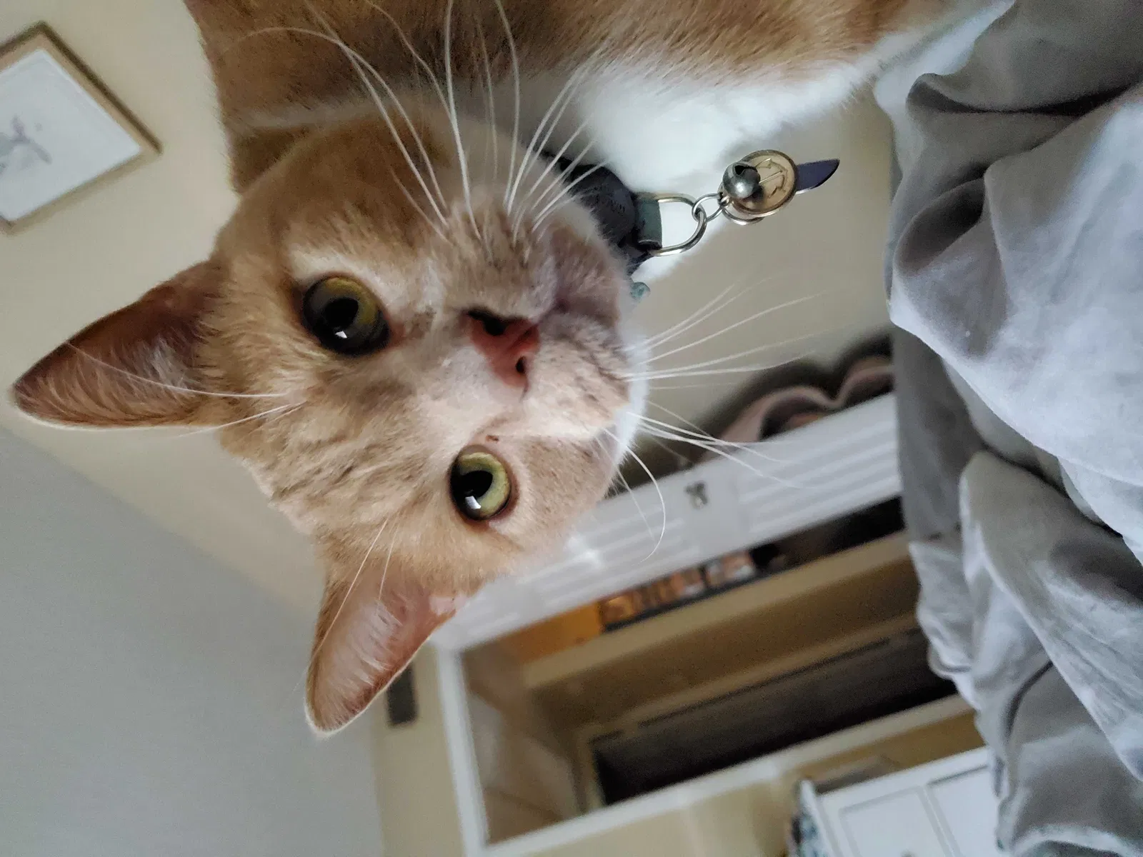 Lost cat in Jacksonville, FL, 32217