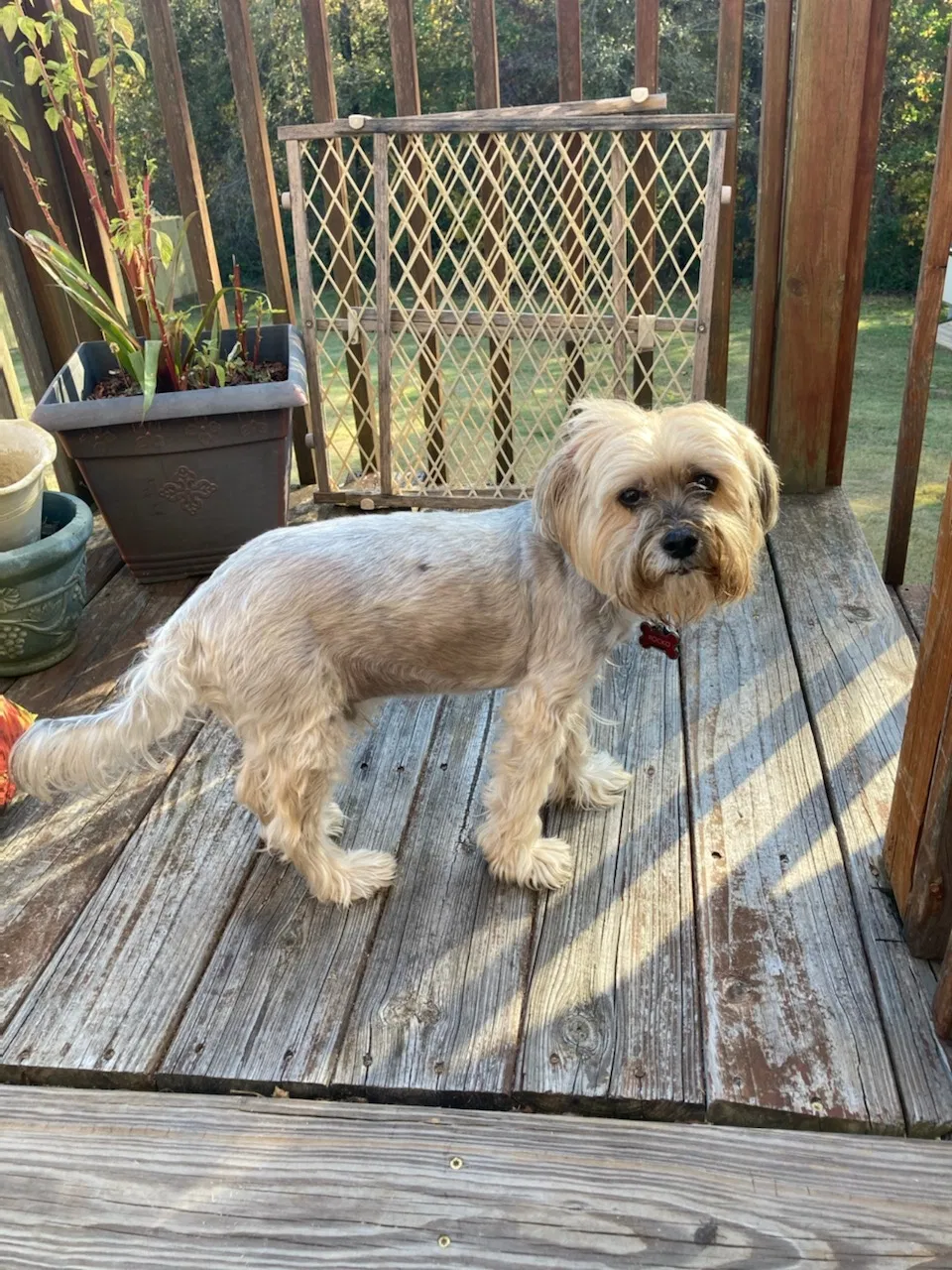 Lost dog in Monroe, GA, 30656