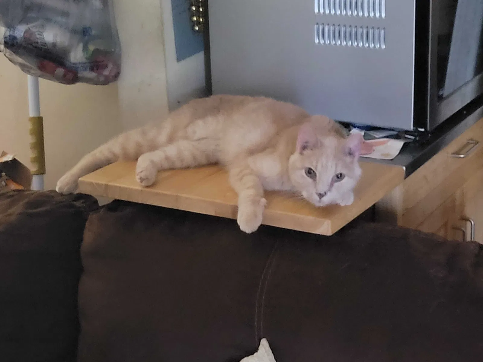 Lost cat in Slidell, LA, 70458