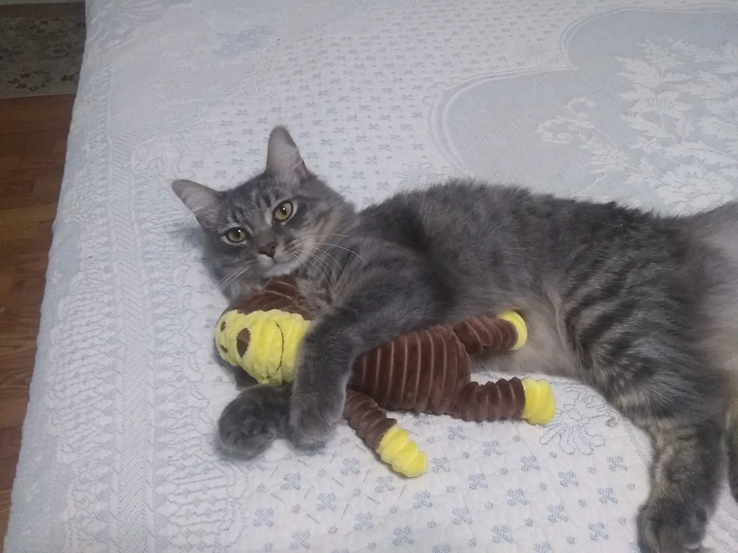 Lost cat in Rose Hill, VA, 24281