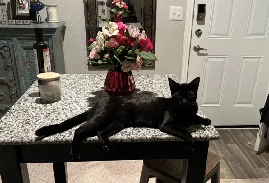 Lost cat in Euless, TX, 76039