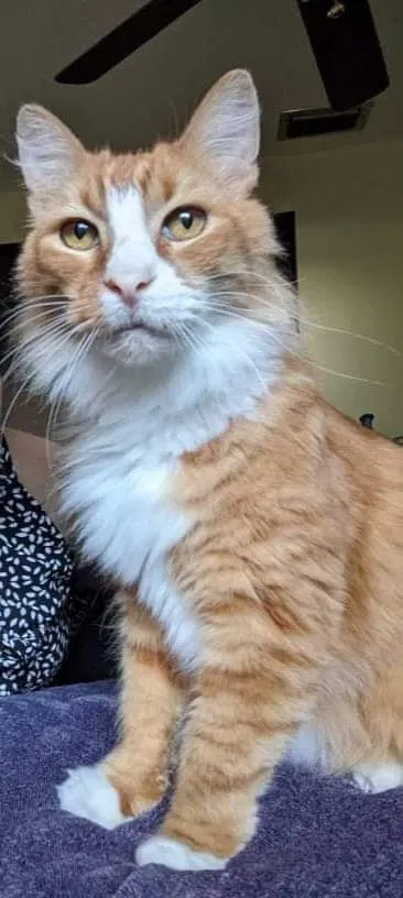 Lost cat in Clearwater, FL, 33760