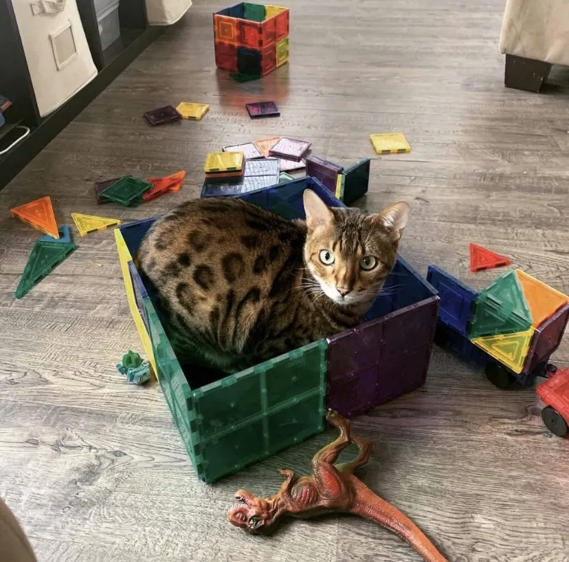 Lost cat in Oceanside, CA, 92056