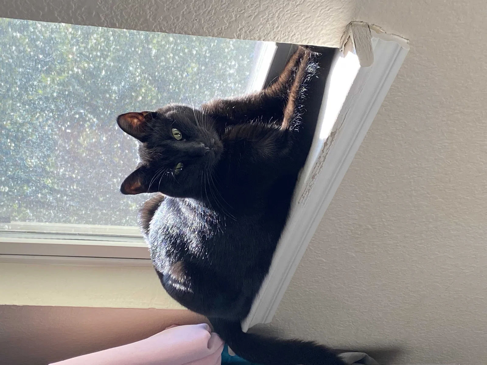 Lost cat in Mckinney, TX, 75070