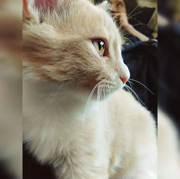 Lost cat in Charleston, TN, 37310