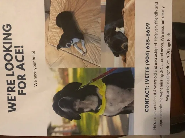 Lost dog in Orange Park, FL, 32065