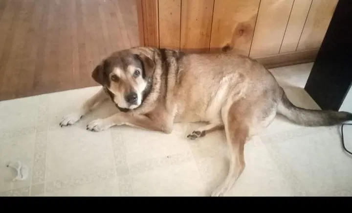 Lost dog in Auburn, GA, 30011