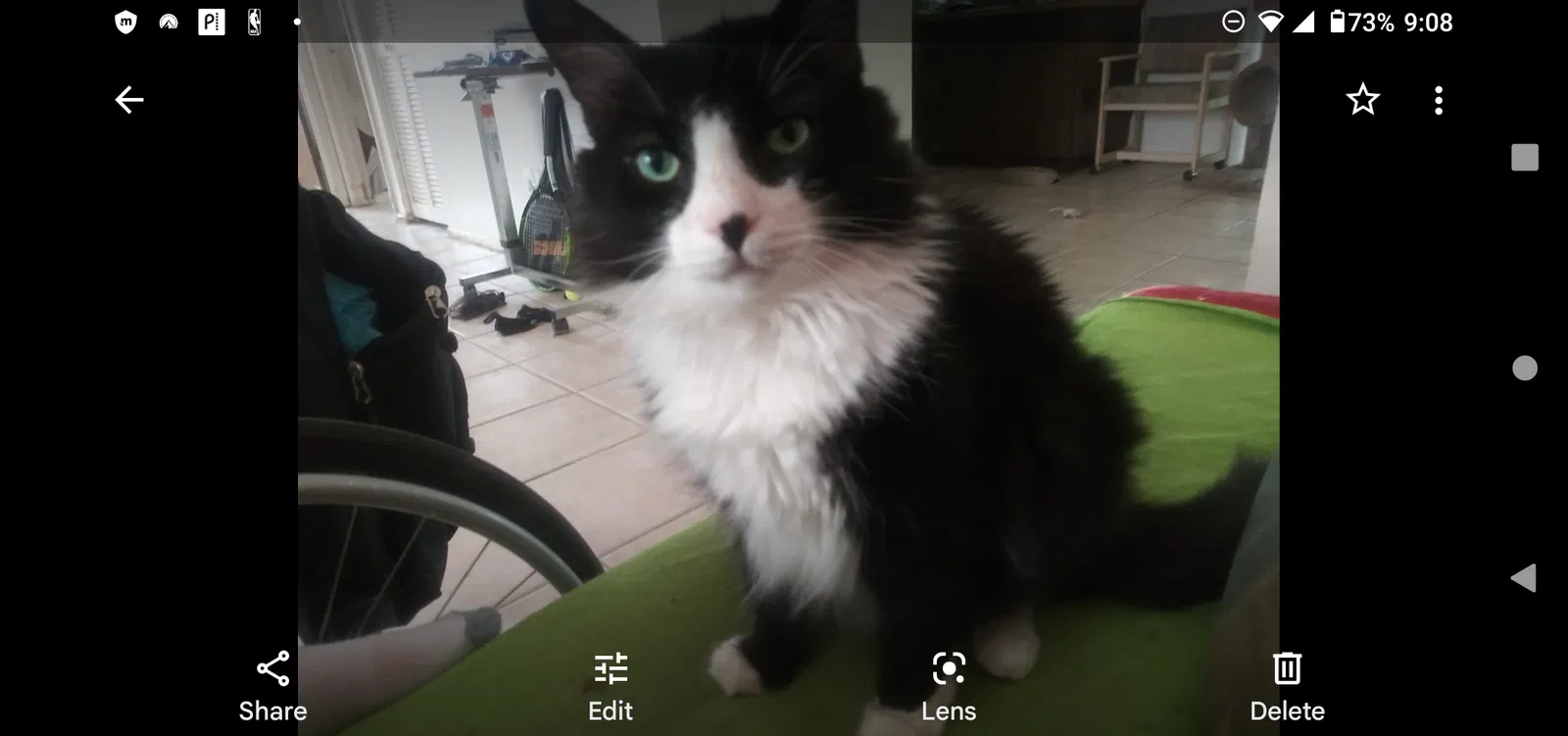 Lost cat in Largo, FL, 33771