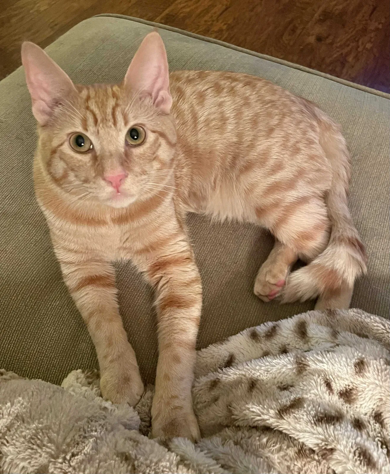 Lost cat in Brookshire, TX, 77423