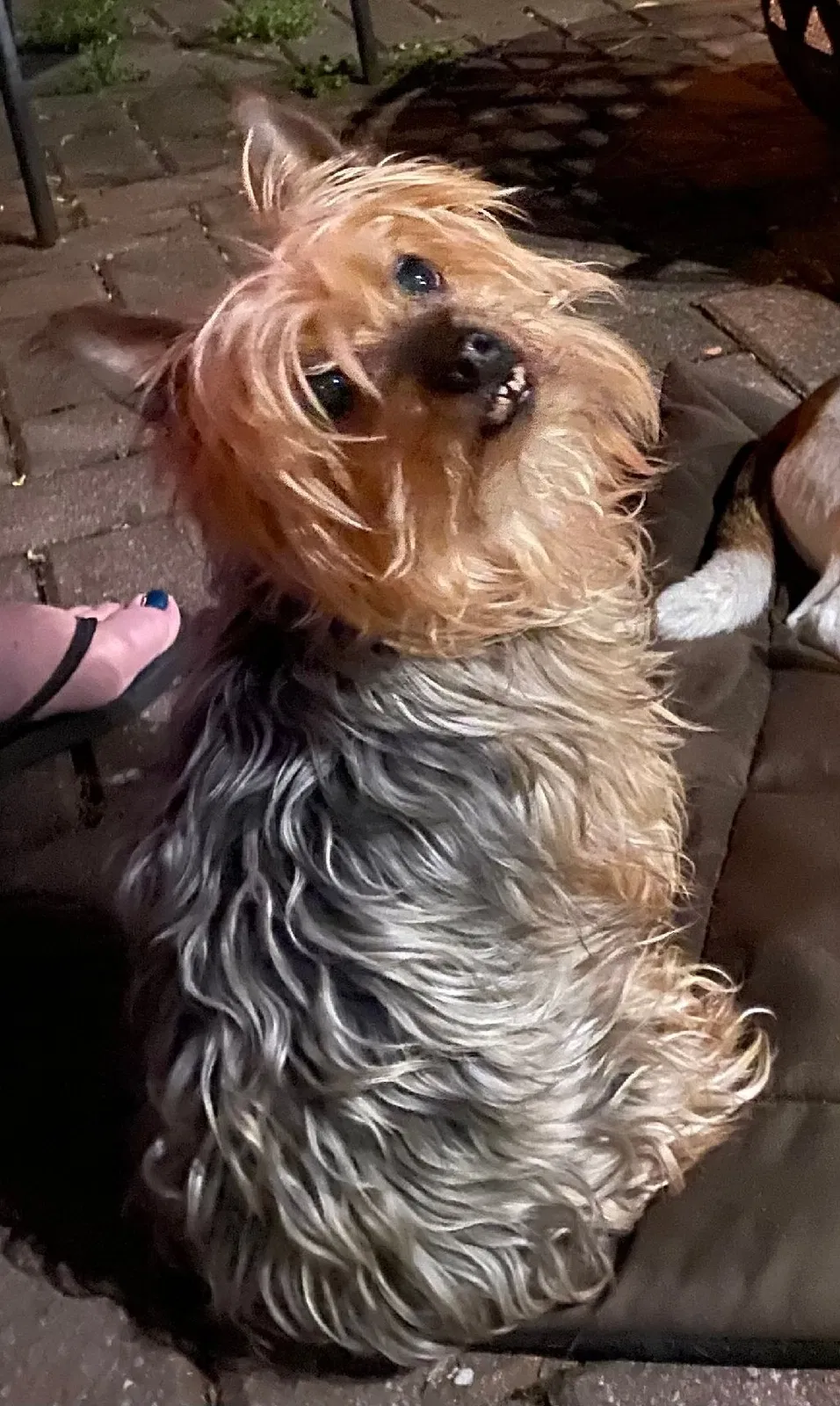 Lost dog in Germantown, TN, 38138