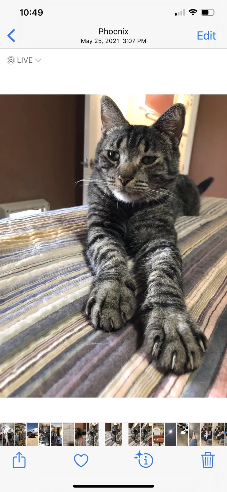 Lost cat in Phoenix, AZ, 85032