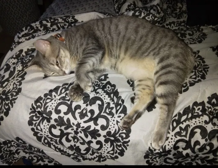 Lost cat in Cumming, GA, 30041