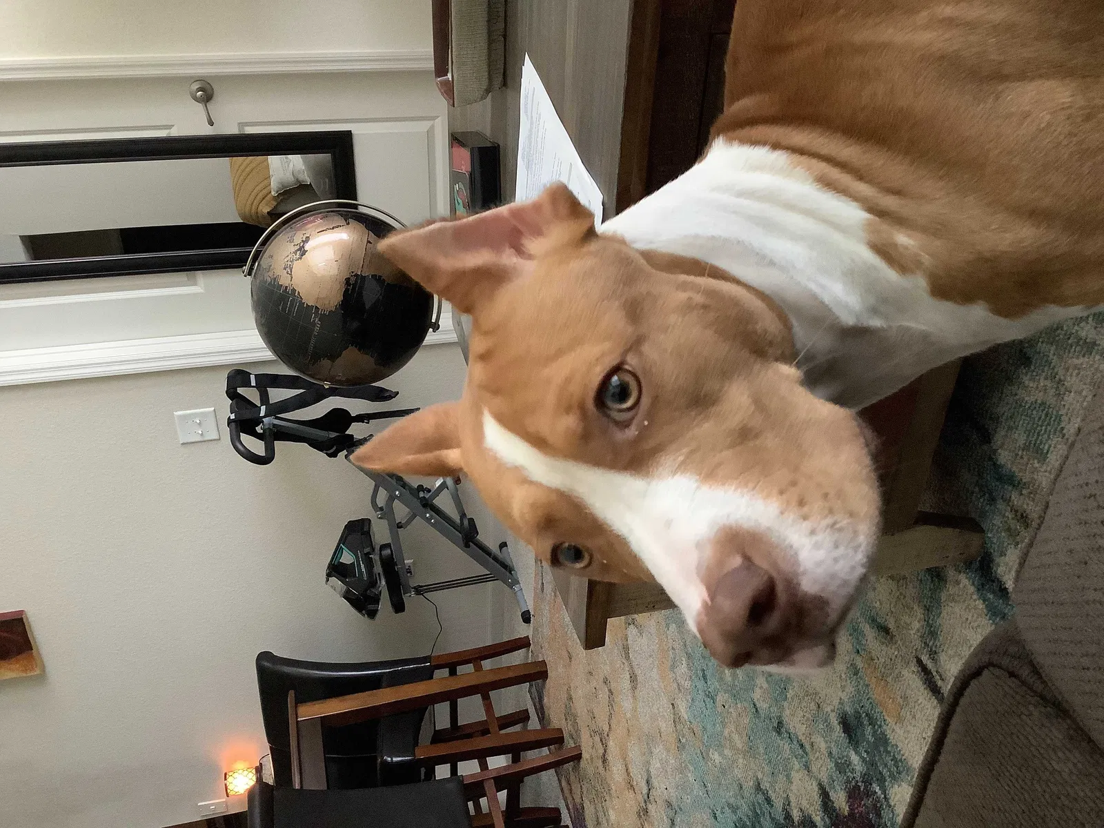 Lost dog in Darlington, IN, 47940