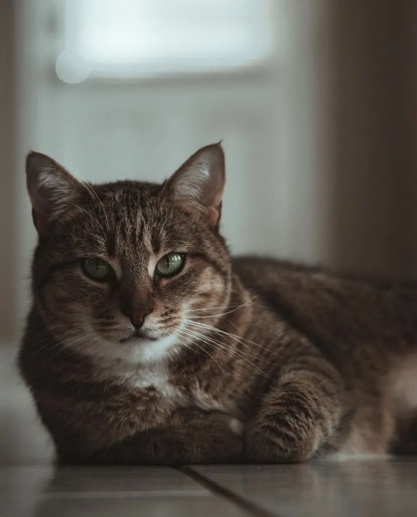 Lost cat in Killeen, TX, 76549