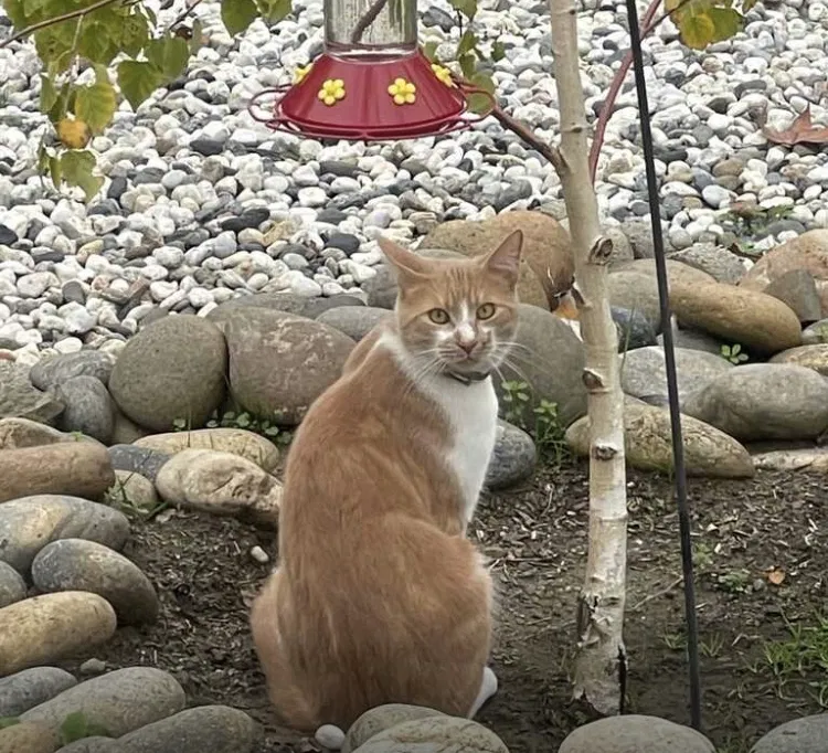 Lost cat in Redwood City, CA, 94061