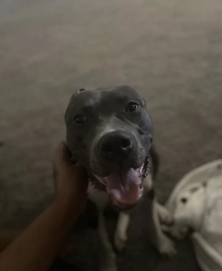 Lost dog in Moreno Valley, CA, 92555