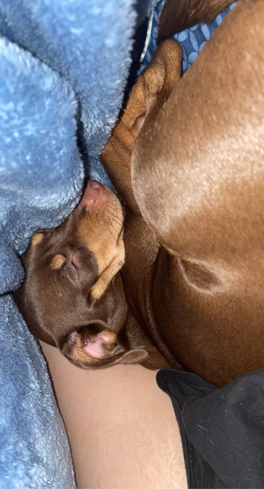 Lost dog in Spring, TX, 77373