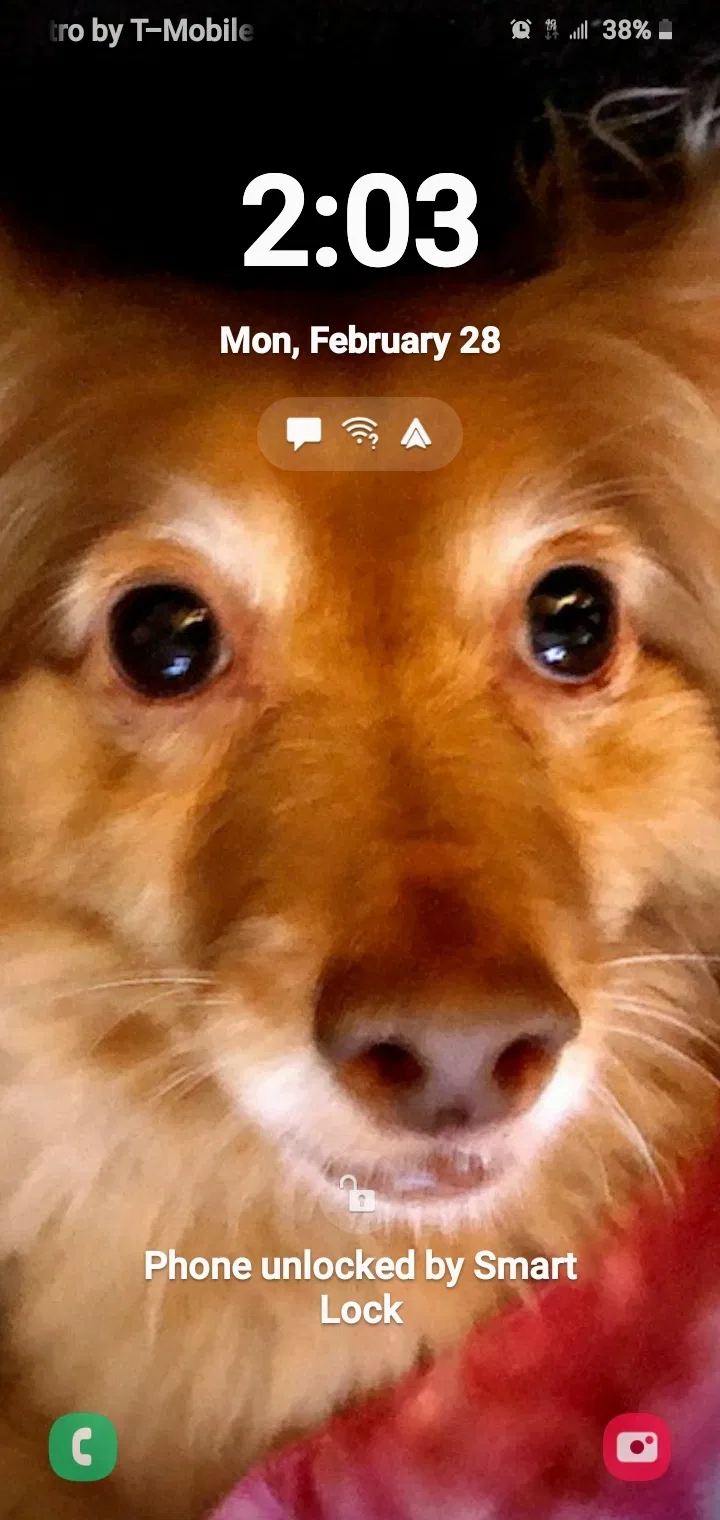 Lost dog in Oakland, CA, 94611