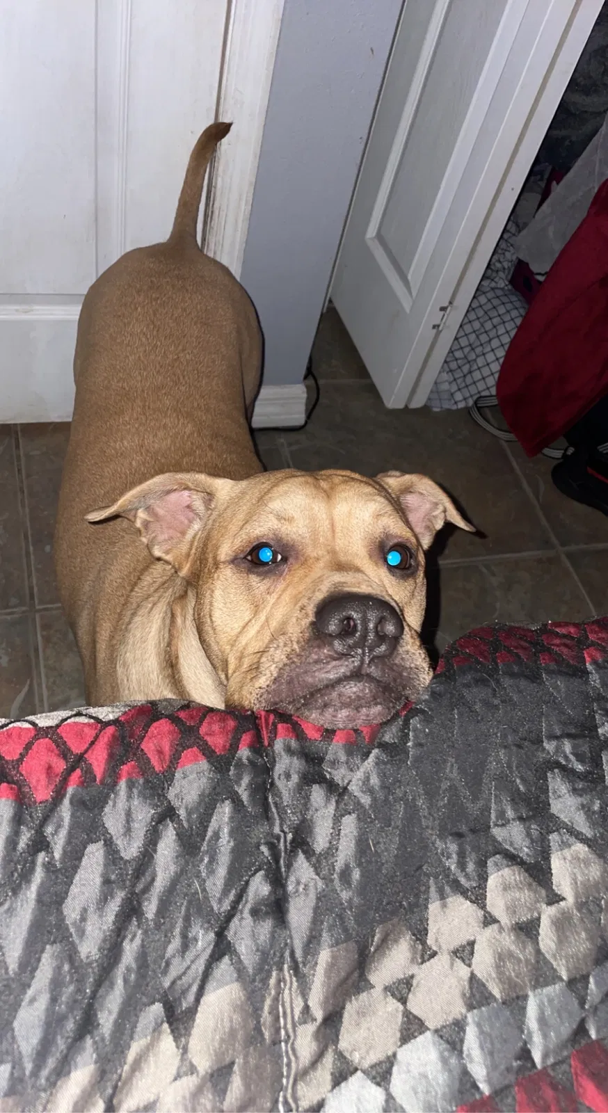 Lost dog in Palm Bay, FL, 32909