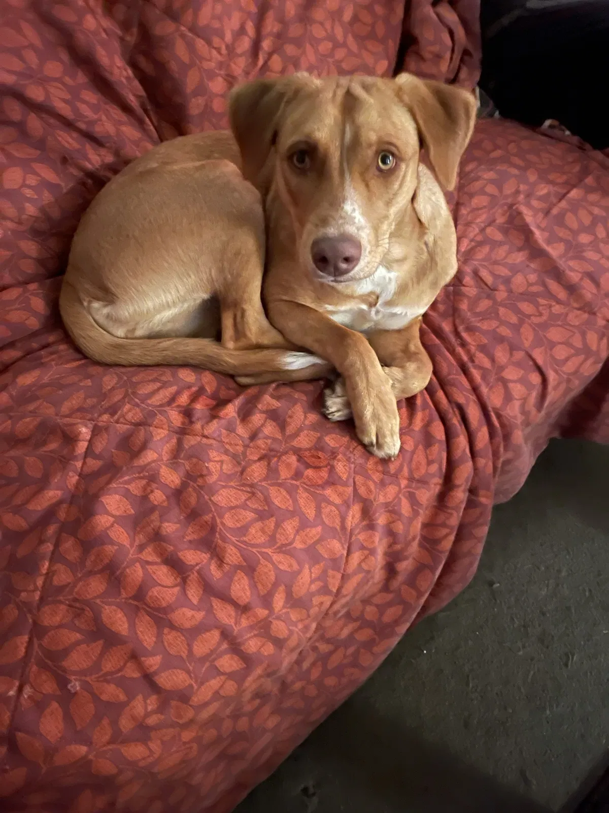 Lost dog in Timpson, TX, 75975