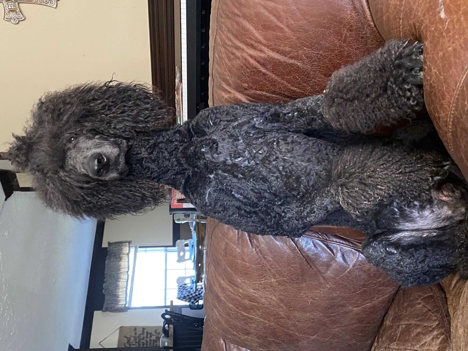 Lost dog in Walnut Grove, MS, 39189