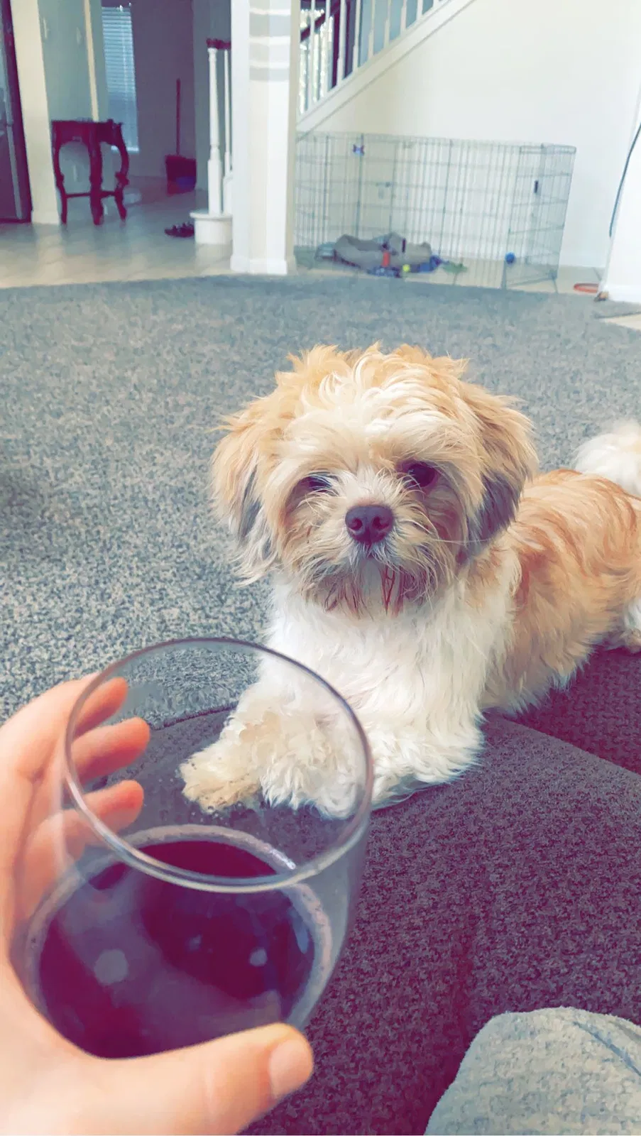 Lost dog in Humble, TX, 77346