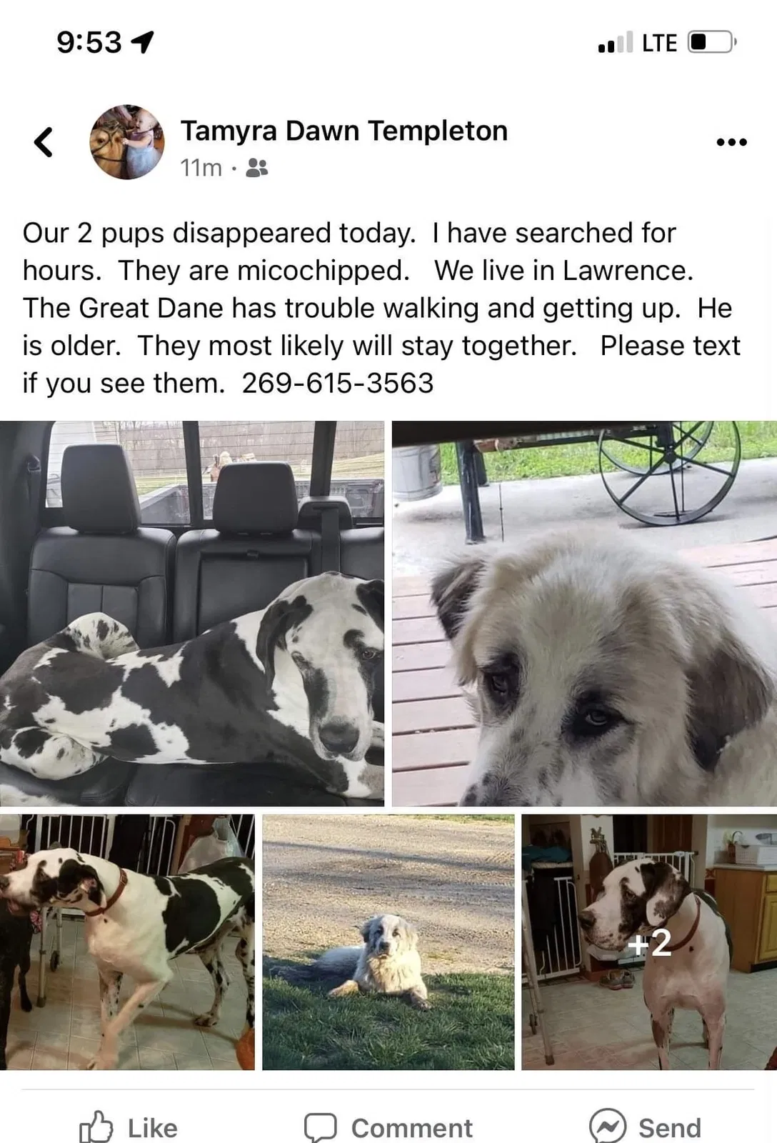 Lost dog in Lawrence, MI, 49064