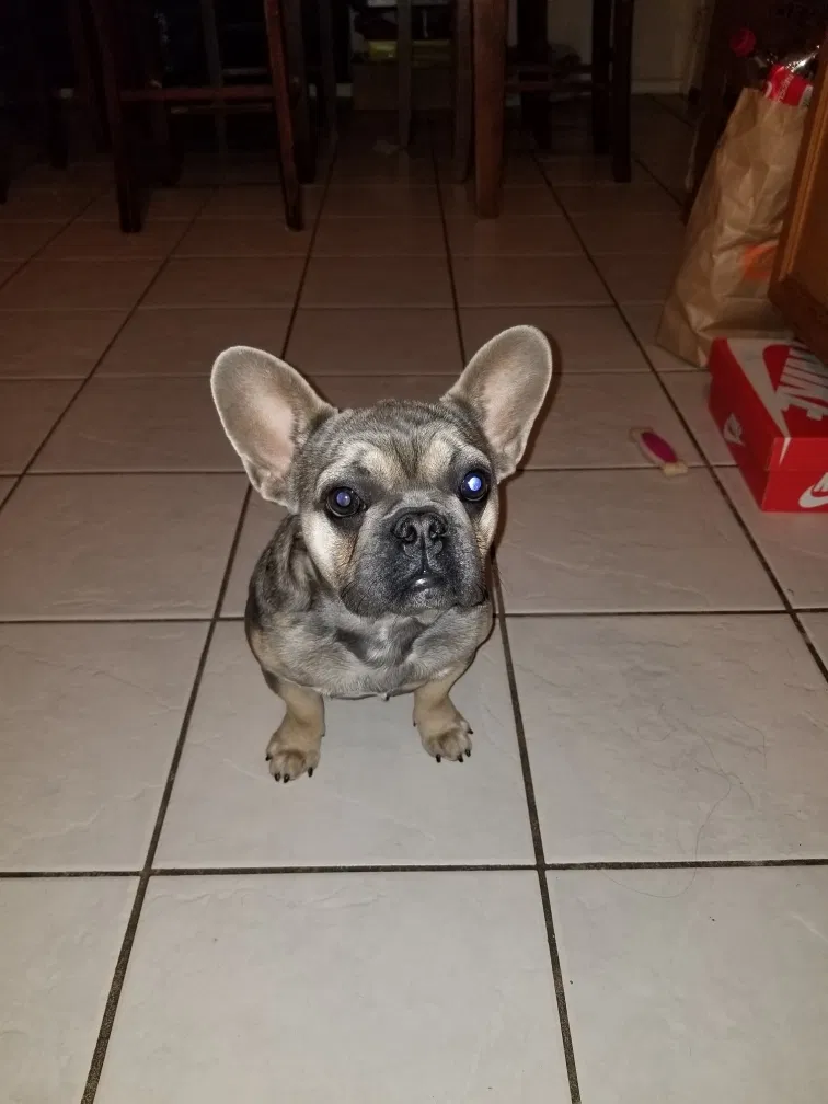 Lost dog in San Antonio, TX, 78211