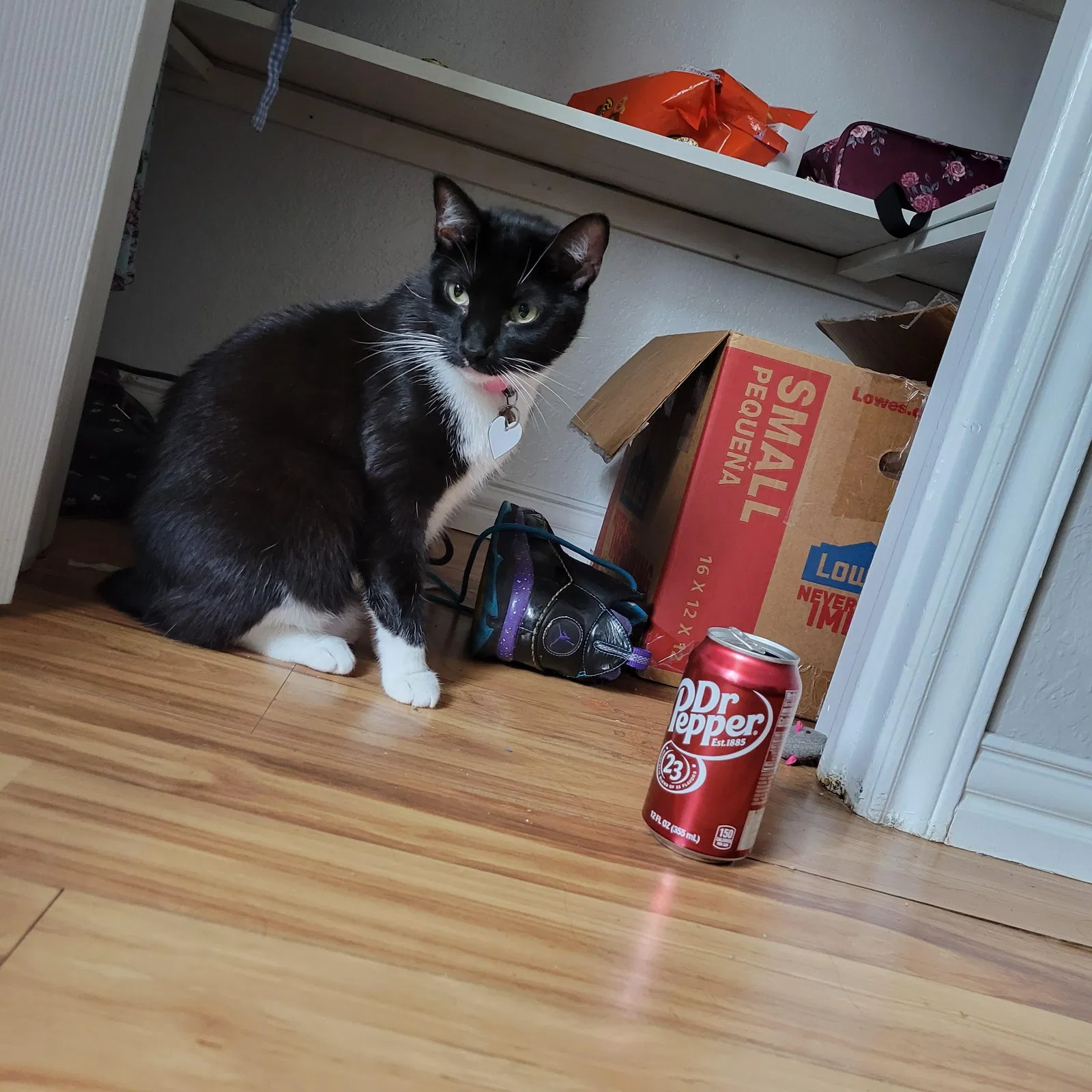 Lost cat in Copperas Cove, TX, 76522
