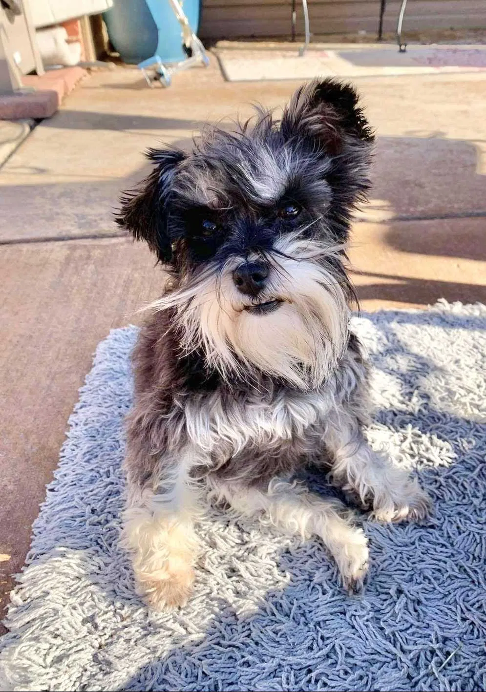 Lost dog in Oklahoma City, OK, 73160