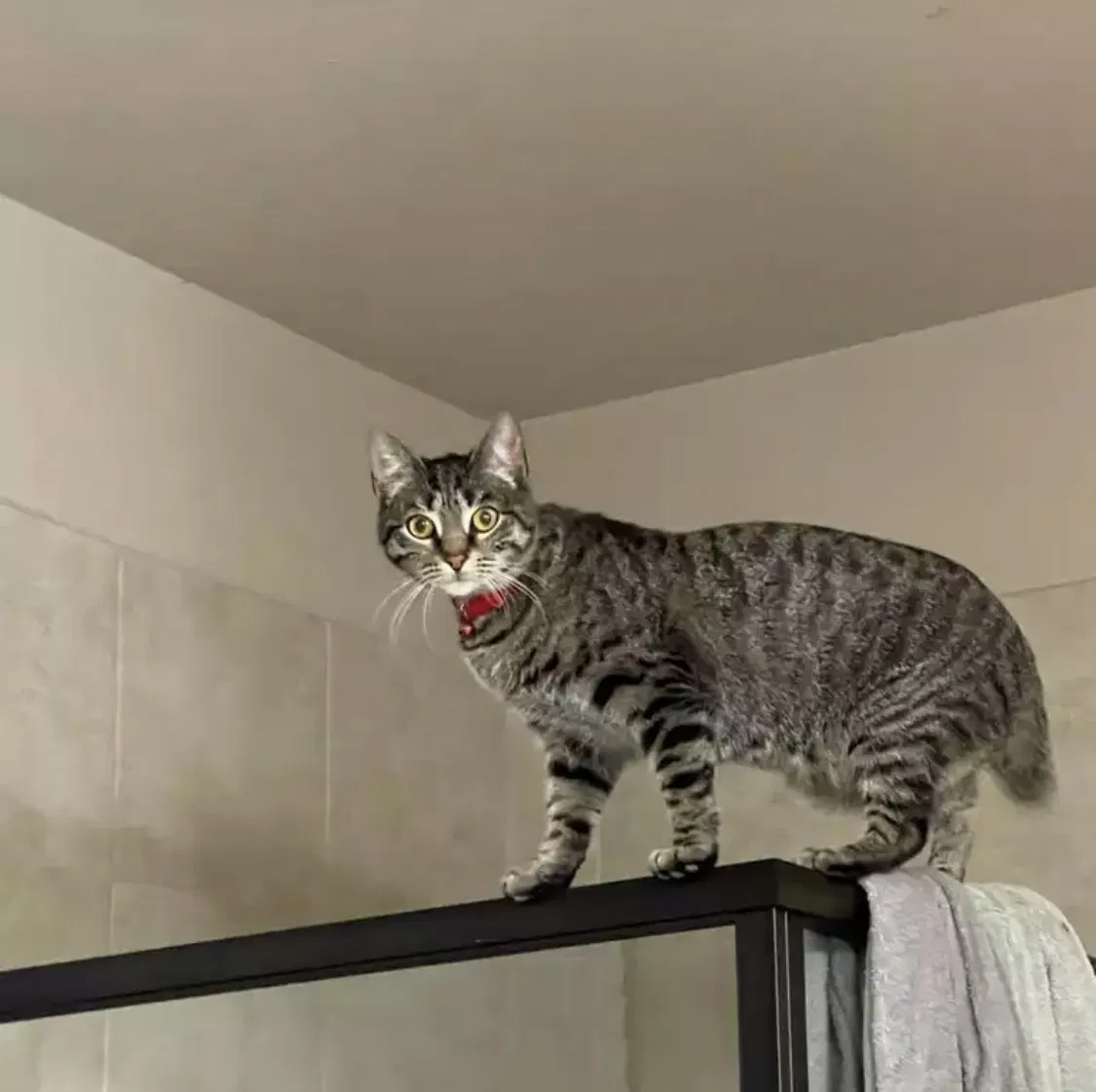 Lost cat in Pearland, TX, 77581