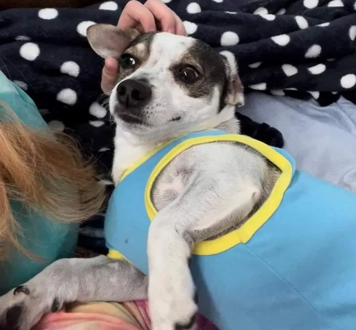 Lost dog in Edinburg, TX, 78541